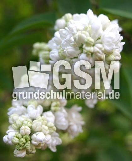 Flieder-5.jpg